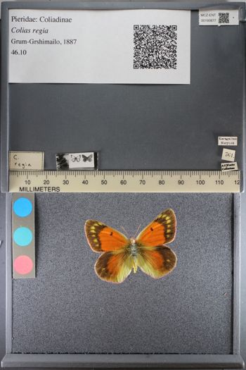 Media type: image;   Entomology 193877